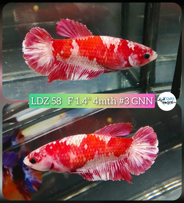 Betta Female Plakat High Grade Red Koi (LDZ-58) What you see is what you get