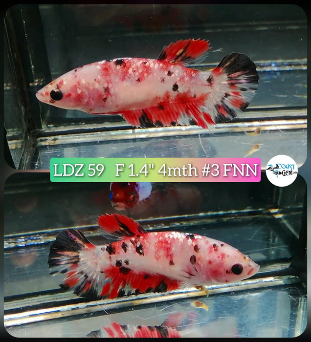 Betta Female Plakat High Grade Koi Galaxy Copper (LDZ-59) What you see is what you get