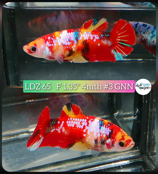 Betta Female Plakat High Grade Koi Galaxy  (LDZ-65) What you see is what you get