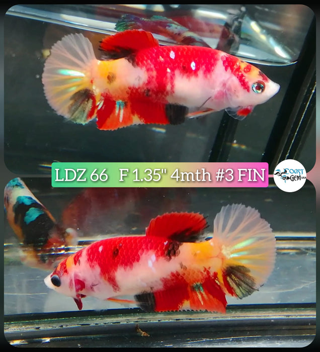 Betta Female Plakat High Grade Koi Galaxy (LDZ-66) What you see is what you get