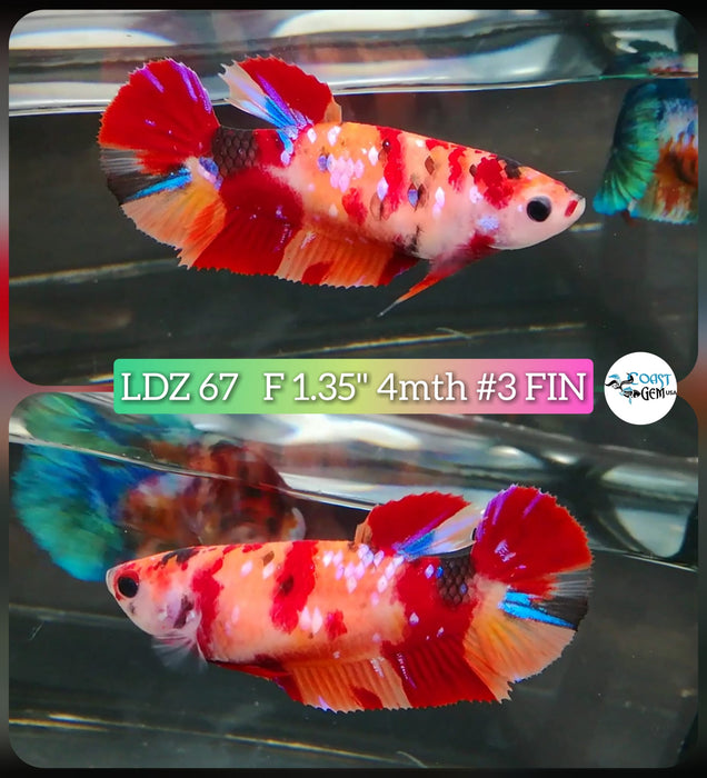 Betta Female Plakat High Grade Koi Galaxy  (LDZ-67) What you see is what you get