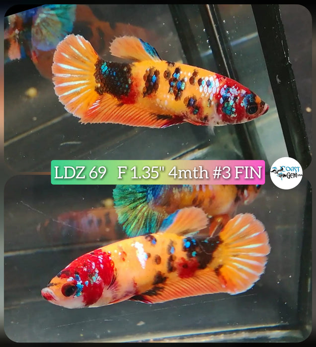 Betta Female Plakat High Grade Yellow Koi Galaxy  (LDZ-69) What you see is what you get