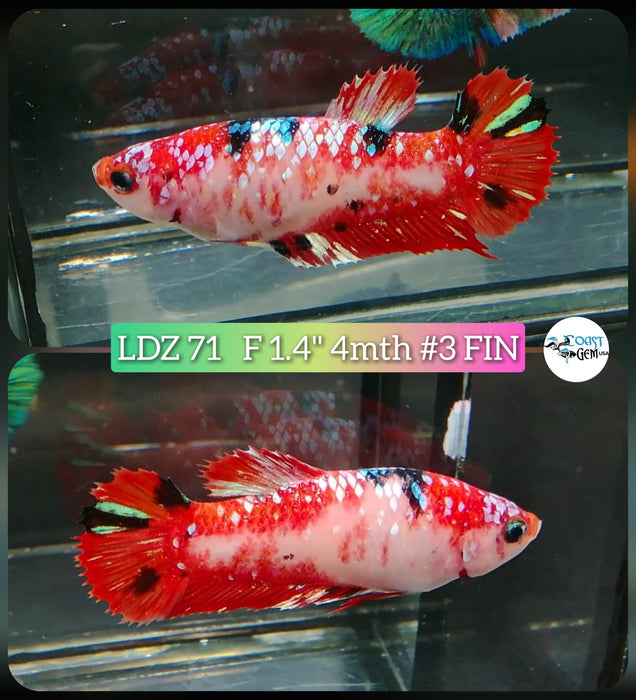 Betta Female Plakat High Grade Koi Galaxy  (LDZ-71) What you see is what you get