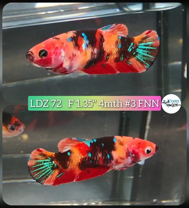 Betta Female Plakat High Grade Black Nemo Fancy (LDZ-72) What you see is what you get