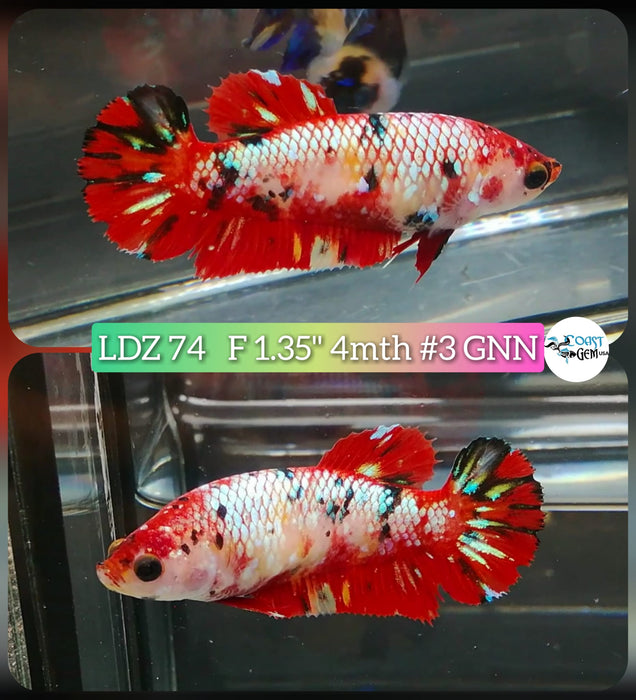 Betta Female Plakat High Grade Koi Galaxy Copper (LDZ-74) What you see is what you get