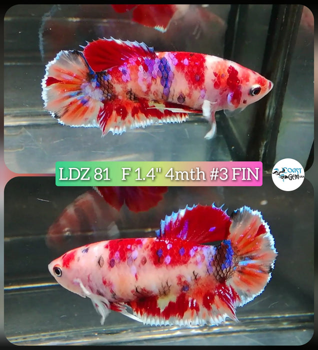Betta Female Plakat High Grade Koi Galaxy Copper (LDZ-81) What you see is what you get