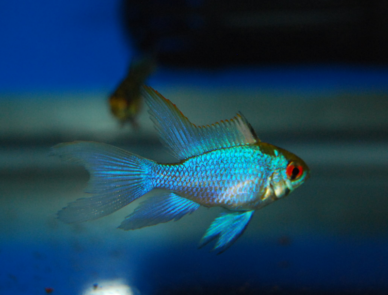 Electric Blue Ram Cichlid