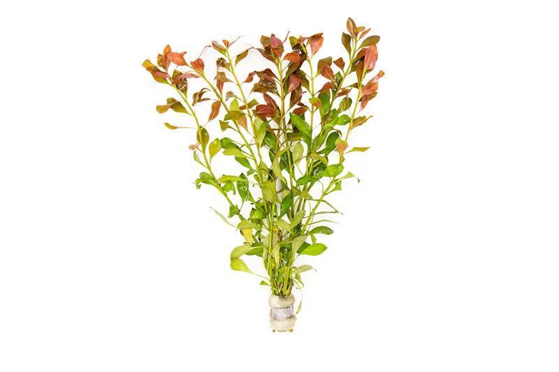 Ludwigia Repens Bunch