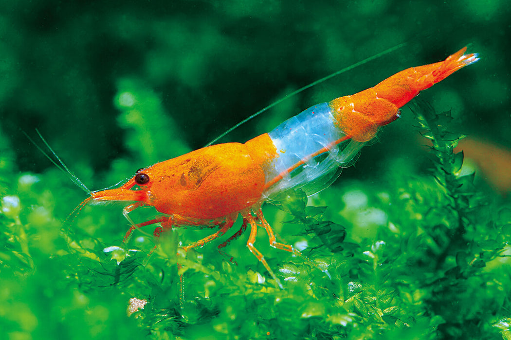 (FS-21)U161 Orange Rili Shrimp 5/$18, 10/$30 (Neocaridina sp.)