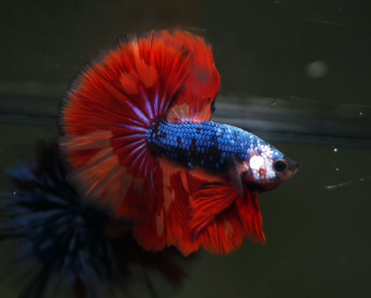 (MKP-265) Red Peacock: Metallic Blue Halfmoon Male Betta