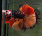 (MKP-304) Black Nemo Galaxy Over Halfmoon Rosetail Male Betta
