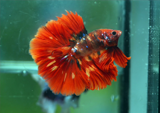 Betta Male High Grade Over Halfmoon Rosetail Skyhawk Red Koi Galaxy (MKP-314) What you see is what you get!