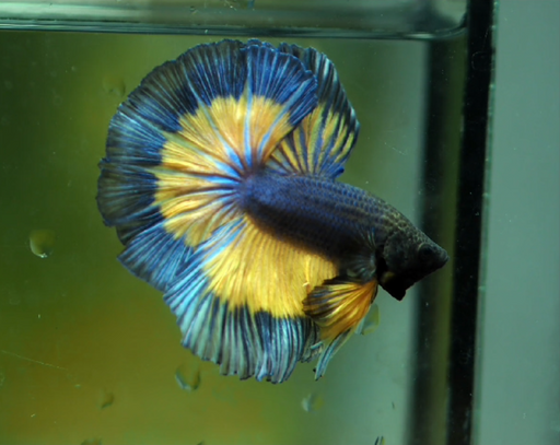 Betta Male High Grade Over Halfmoon Rosetail Skyhawk Mustard Gas (MKP-316) What you see is what you get!
