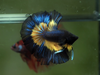 Betta Male High Grade Over Halfmoon Rosetail Skyhawk Black Mustard Gas Butterfly(MKP-324) What you see is what you get!