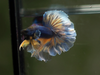 Betta Male High Grade Over Halfmoon Rosetail Skyhawk Mustard Gas Butterfly (MKP-325)  What you see is what you get!