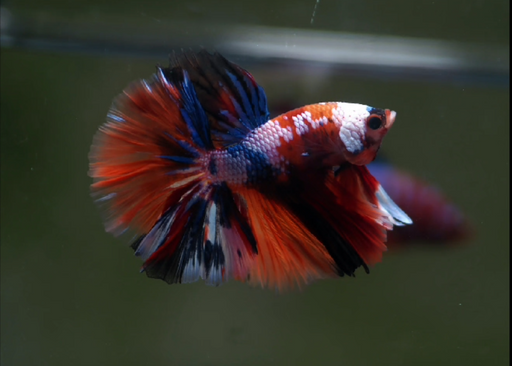 Betta Male High Grade Over Halfmoon Rosetail Skyhawk Black Nemo Galaxy Warrior Mask (MKP-327) What you see is what you get!