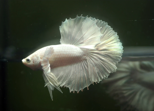 Betta Male High Grade Over Halfmoon Rosetail Skyhawk ฺWhite Platinum Dumbo Ear (MKP-340) What you see is what you get!