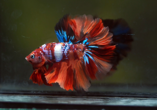 Betta Male High Grade Over Halfmoon Rosetail Skyhawk ฺFire Nemo Galaxy (MKP-341) What you see is what you get!
