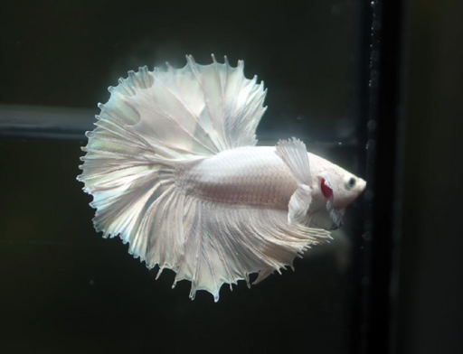 Betta Male High Grade Over Halfmoon Rosetail Skyhawk ฺWhite Platinum Dumbo Ear (MKP-342) What you see is what you get!
