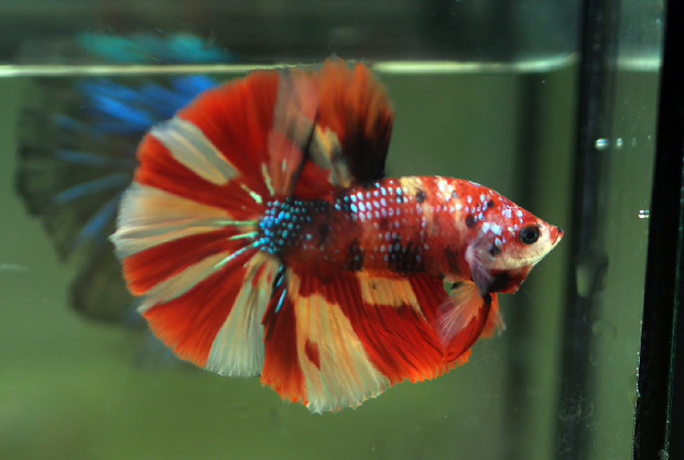 Betta Male High Grade Over Halfmoon Rosetail Skyhawk Tiger Nemo Galaxy (MKP-349) What you see is what you get!