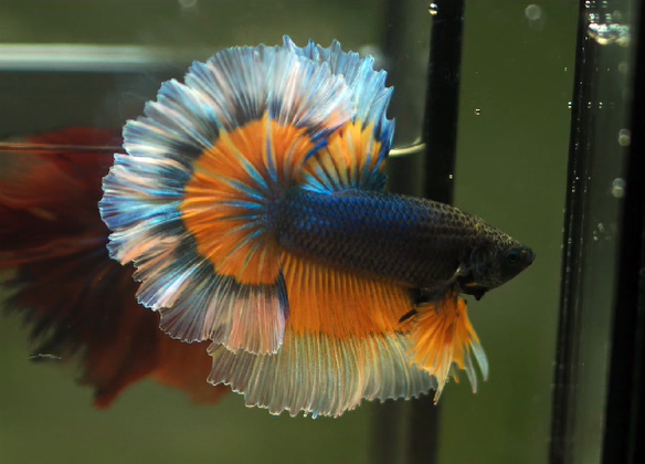 Betta Male High Grade Over Halfmoon Rosetail Skyhawk Blue Fancy Orange (MKP-353) What you see is what you get!