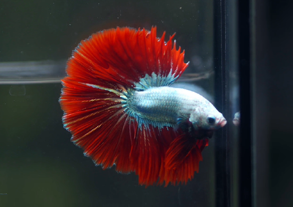 Betta Male High Grade Over Halfmoon Rosetail Skyhawk Red Dragon (MKP-355)  What you see is what you get!