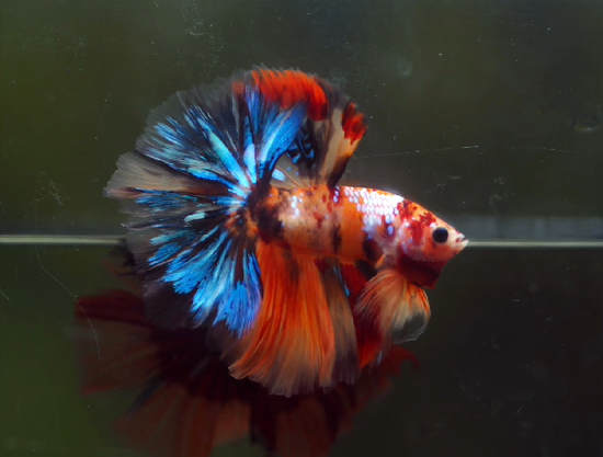 Betta Male High Grade Over Halfmoon Rosetail Skyhawk Nemo Galaxy Fancy (MKP-356)  What you see is what you get!
