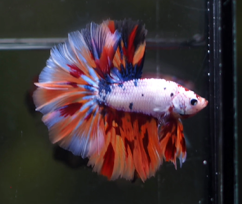 Betta Male High Grade Over Halfmoon Rosetail Skyhawk Nemo Candy (MKP-364) What you see is what you get!