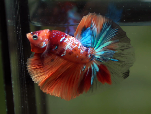S010 Betta Male High Grade Over Halfmoon Rosetail Skyhawk Nemo Galaxy Fancy (MKP-384) What you see is what you get!