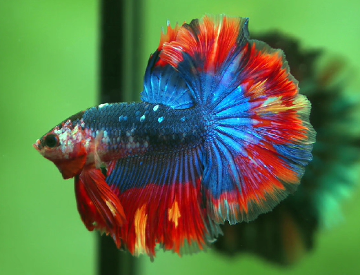 Betta Male High Grade Over Halfmoon Fancy Blue Red (MKP-388) What you see is what you get!