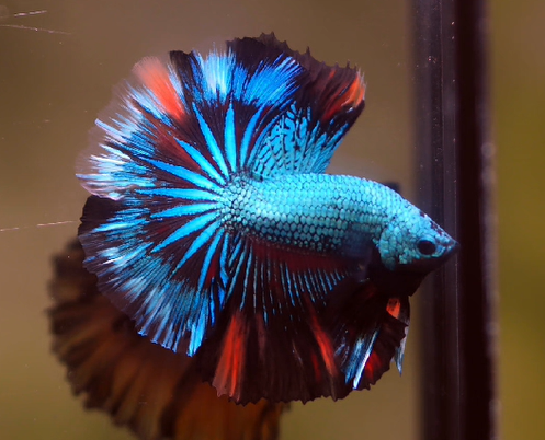 Betta Male High Grade Over Halfmoon Rosetail Mascot Blue Double Band Butterfly (MKP-389) What you see is what you get!