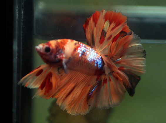 S018 Betta Male High Grade Over Halfmoon Rosetail Skyhawk Fire Nemo Galaxy (MKP-391) What you see is what you get!