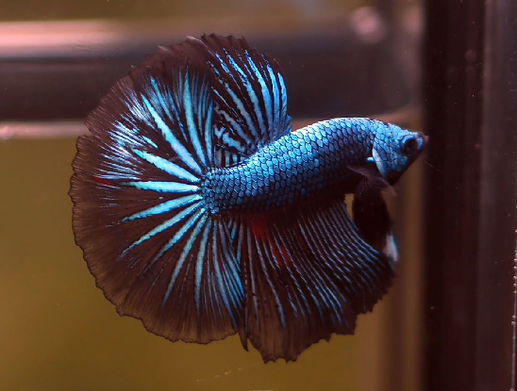 Betta Male High Grade Over Halfmoon Black Galaxy (MKP-393) What you see is what you get!