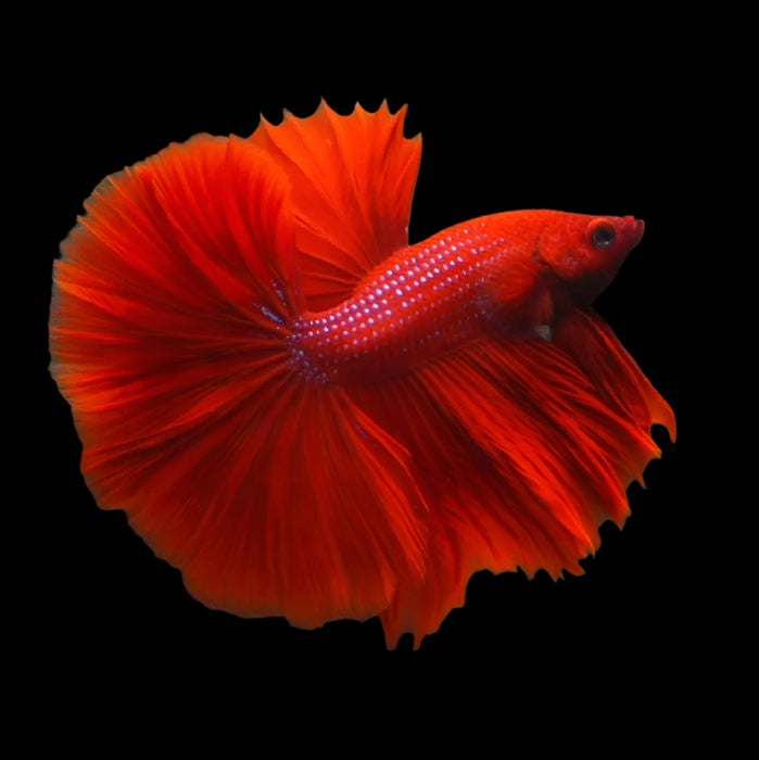 Super Red Halfmoon Rosetail Male Betta Feather Tail Over Halfmoon OHM