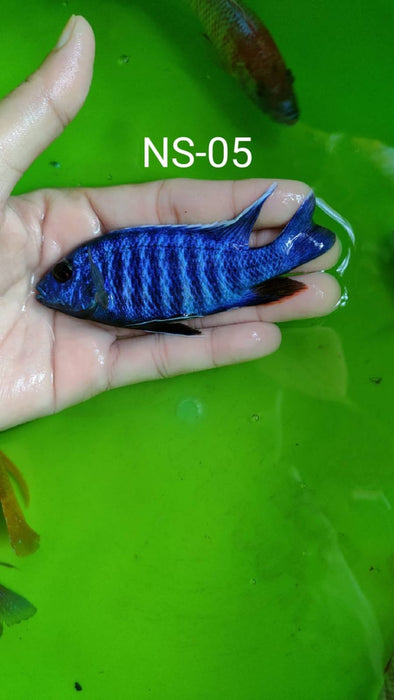(CHD-014) Blue Peacock Cichlid (Aulonocara sp.) over 4.00 inch Male