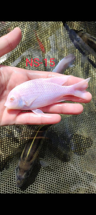 (CGC-15) Albino Blue Dolphin Hap Cichlid (Cyrtocara Moorii) over 4.00 inch Male