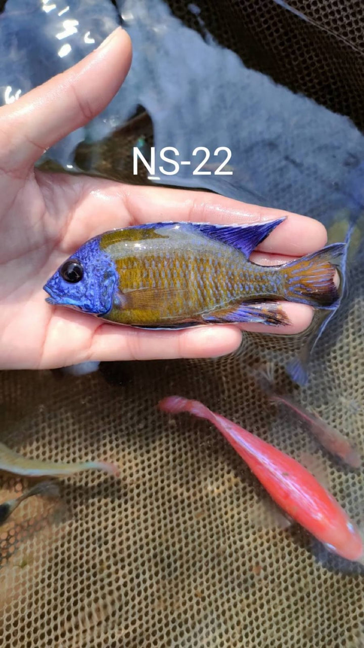 (CHD-026) Blue Neon Peacock Cichlid (Aulonocara sp.) 4.00 inch + Male