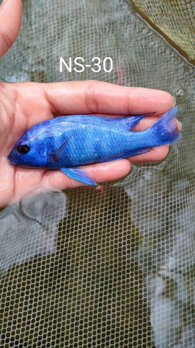 (CHD-040) Star Sapphire Cichlid (Placidochromis sp. Phenochilus Tanzania) 4.00 inch + Male