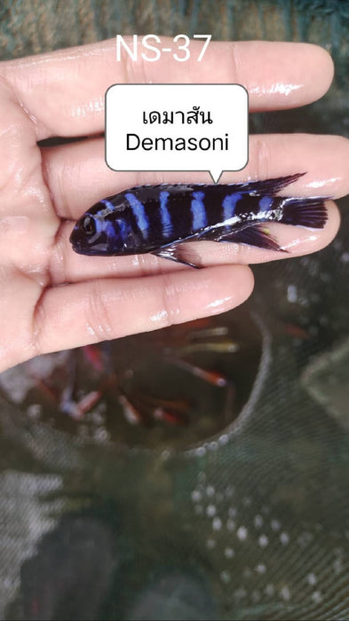 (CGC-37) Demasoni Cichlid (Pseudotropheus Demasoni) 4.00 inch + Male