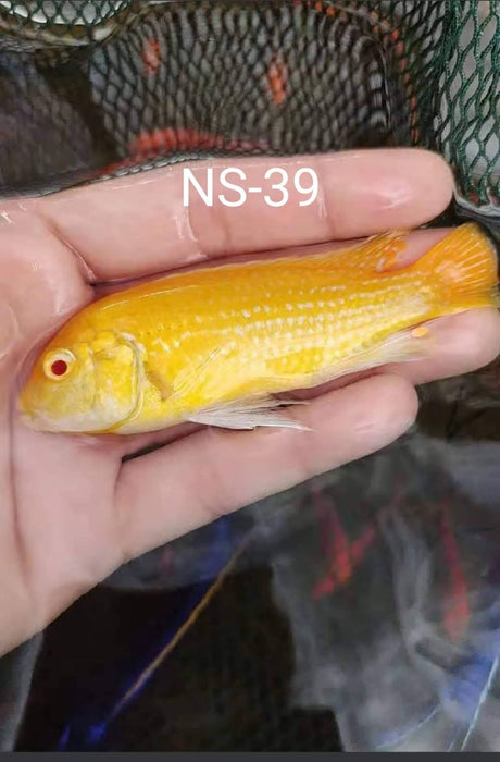 (CGC-39) Albino Yellow Cichlid   (Labidochromis Caeruleus) 4.00 inch + Male