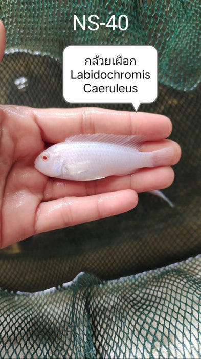 (CGC-40) Snow White Mbuna (Labidochromis Caeruleus) 4.00 inch + Male
