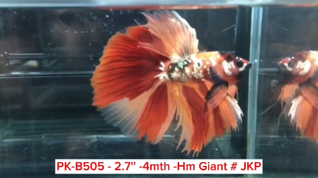 (PK-B505) Giant Nemo Galaxy Halfmoon Male Betta