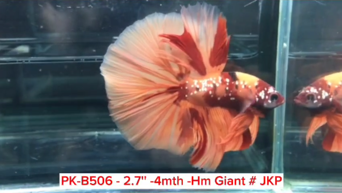 (PK-B506) Giant Nemo Galaxy Halfmoon Male Betta