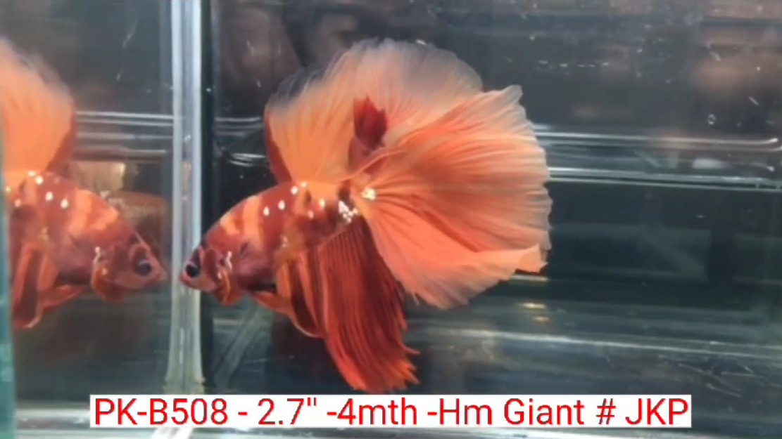 (PK-B508) Giant Candy Nemo Galaxy Halfmoon Male Betta