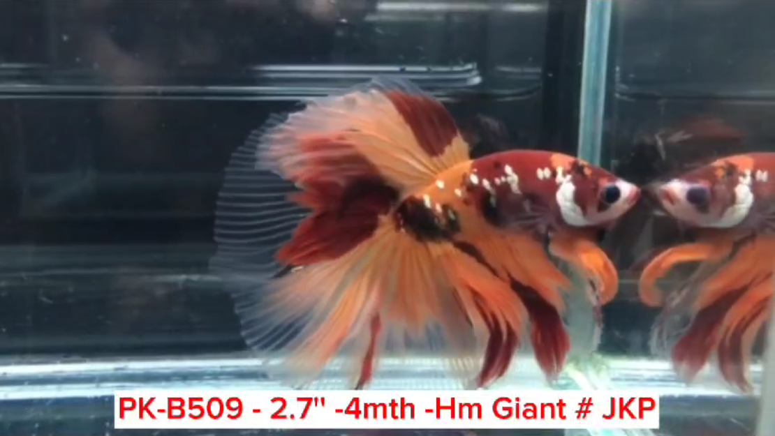 (PK-B509) Giant Candy Nemo Galaxy Halfmoon Male Betta