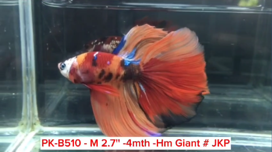 (PK-B510) Giant Candy Nemo Galaxy Halfmoon Male Betta