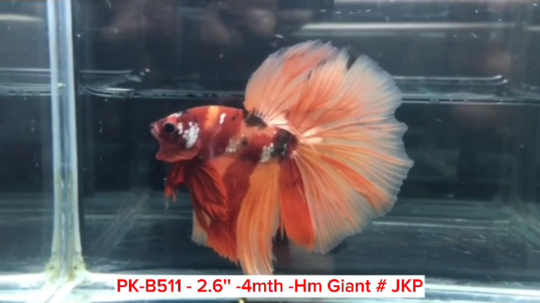 (PK-B511) Giant Candy Nemo Galaxy Halfmoon Male Betta