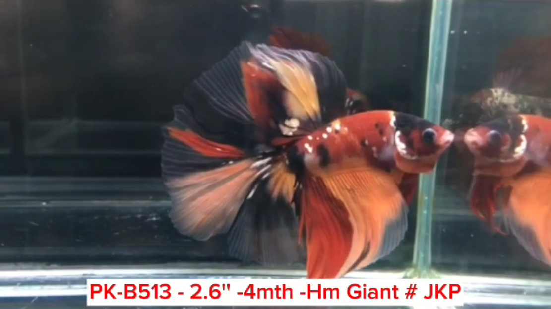 (PK-B513) Giant Candy Nemo Galaxy Halfmoon Male Betta