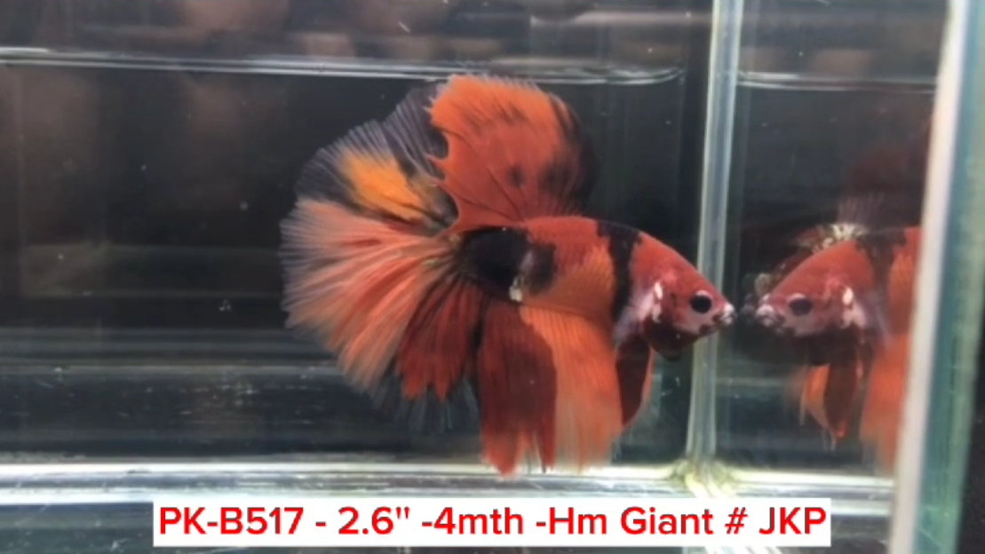 (PK-B517) Giant Candy Nemo Galaxy Halfmoon Male Betta