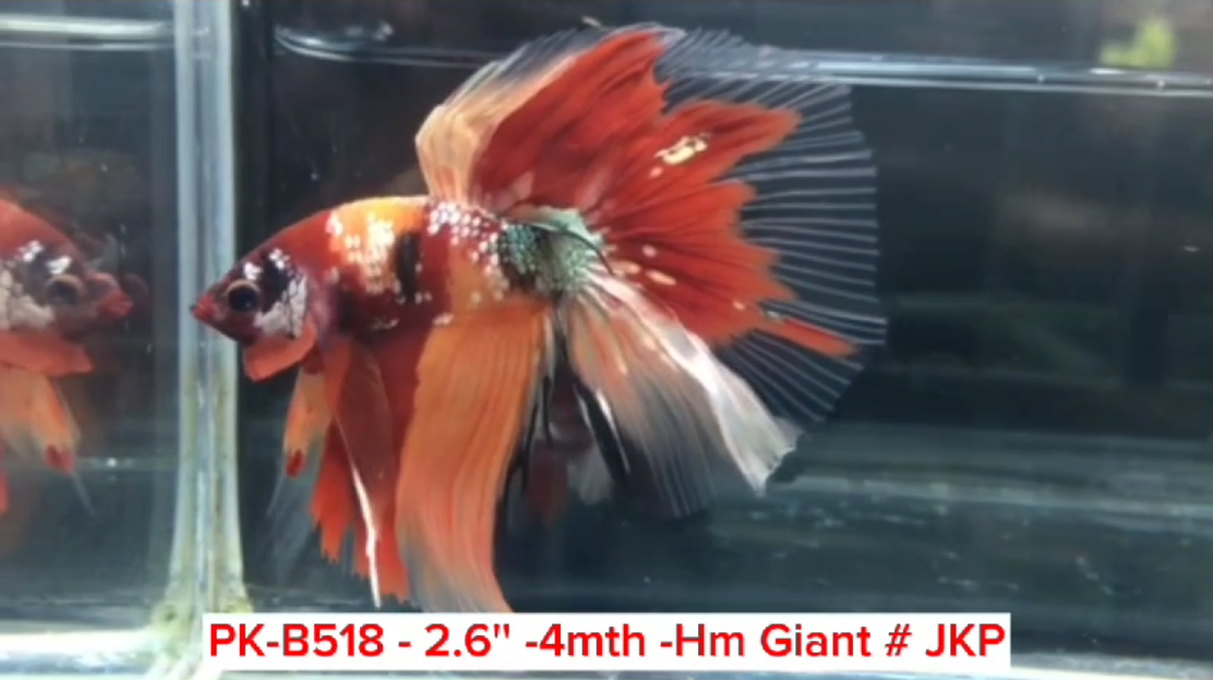 (PK-B518) Giant Candy Nemo Galaxy Halfmoon Male Betta